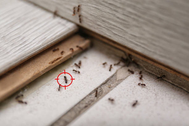 Best Emergency Pest Control  in Warren Af, WY