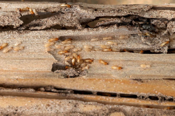 Best Termite Control Services  in Warren Af, WY
